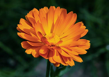 Orange calendula flower