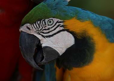 Blue and Gold Macaw