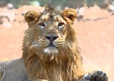 Animals Asiatic Lion