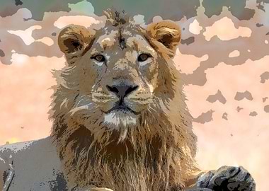 Animals Asiatic Lion