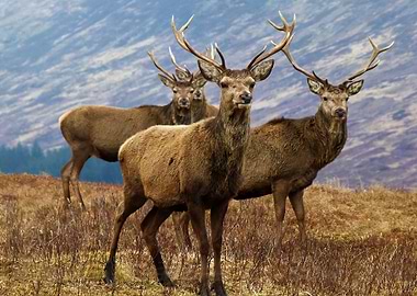 Stags on the Loch 1