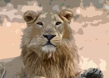 Animals Asiatic Lion