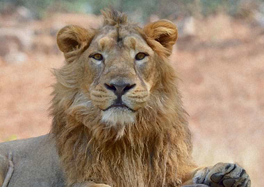 Animals Asiatic Lion