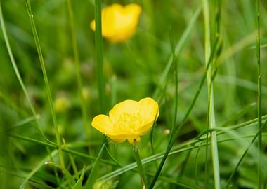 Yellow buttercup flower