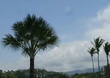 Palm Tree