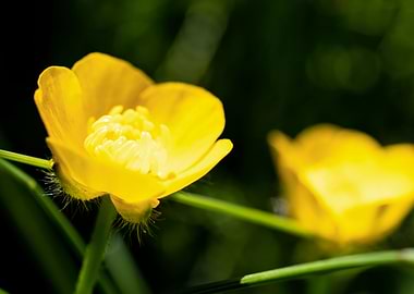 Yellow buttercup flower