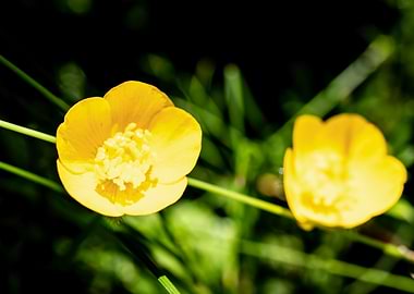 Yellow buttercup flower