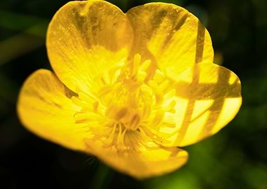 Yellow buttercup flower