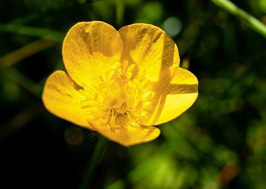 Yellow buttercup flower