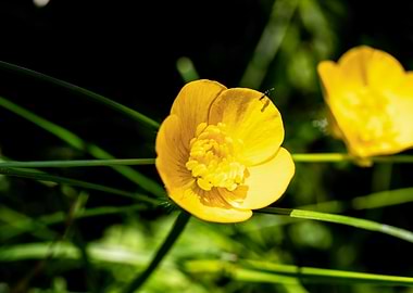 Yellow buttercup flower