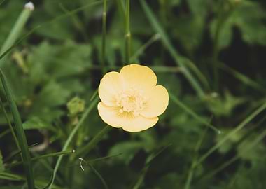 Yellow buttercup flower