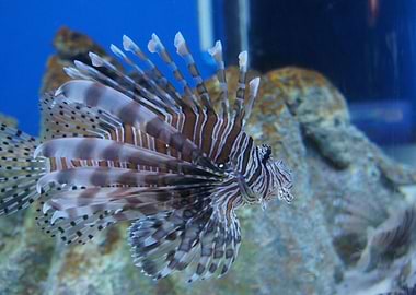 Lion Fish