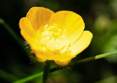 Yellow buttercup flower