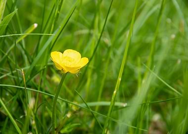 Yellow buttercup flower