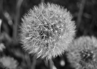 Dandelion