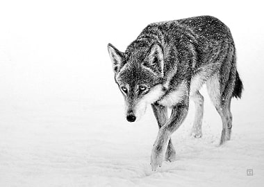 Wolf in the snow