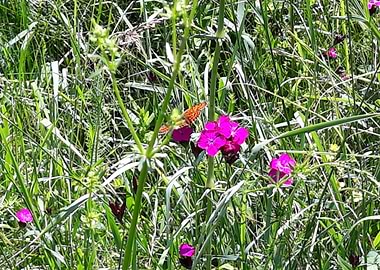 Butterfly on flower