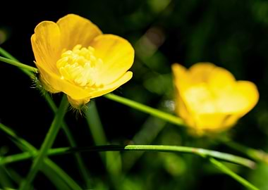 Yellow buttercup flower