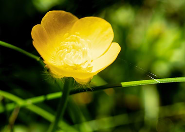 Yellow buttercup flower