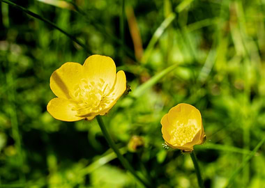 Yellow buttercup flower