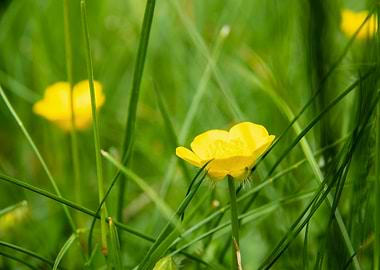 Yellow buttercup flower