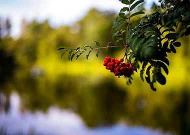 Orange Berries and lake
