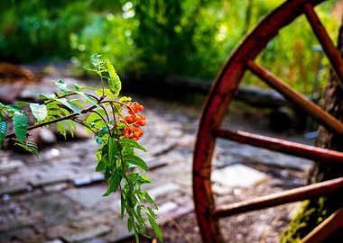 Cart wheel and flowers