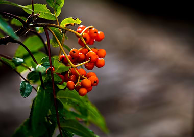 Dutch Orange berries macro