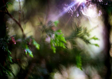 Sunrays on leaves and tree