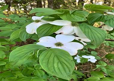 Flowering Dogwood