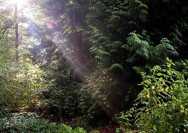 Sunrays in woods and tree