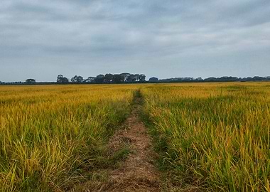 Rice field