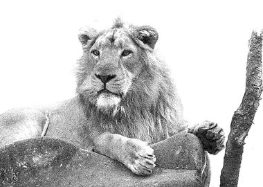 Animals Asiatic Lion India