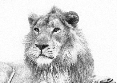 Animals Asiatic Lion India