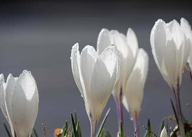 Spring Flowers
