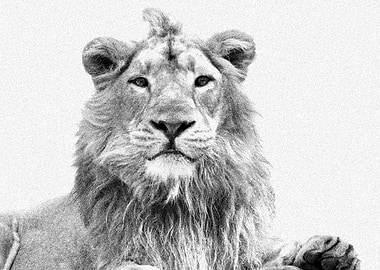 Animals Asiatic Lion India