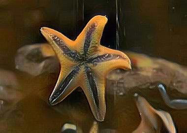 Star Fish Caramel Mood