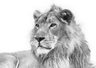 Animals Asiatic Lion Indi
