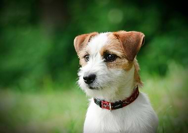 Jack Russell Terrier