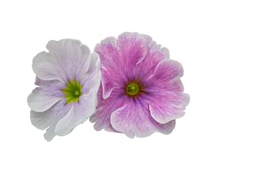isolated petunia flower