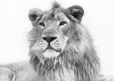 Animals Asiatic Lion India