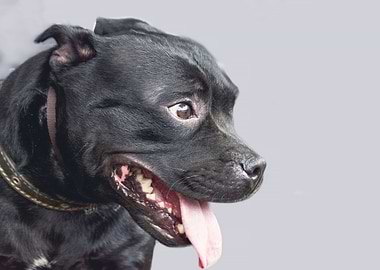 Beautiful dog portrait