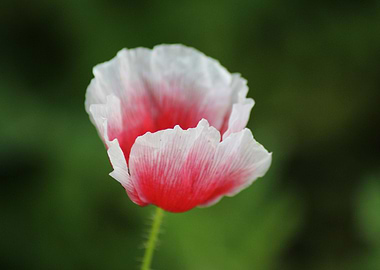 Poppy