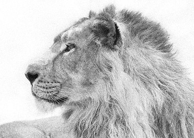 Animals Asiatic Lion India