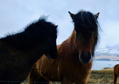 Icelandic Horse 6