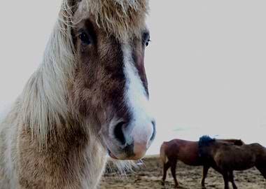 Icelandic Horse 3