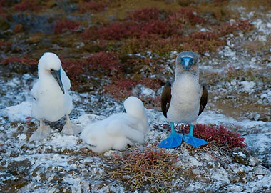 Blue Footed Boobies
