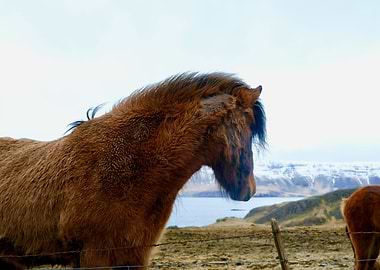 Icelandic Horse 5