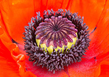 Orange Poppy Stamen