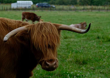 Highland Cattle